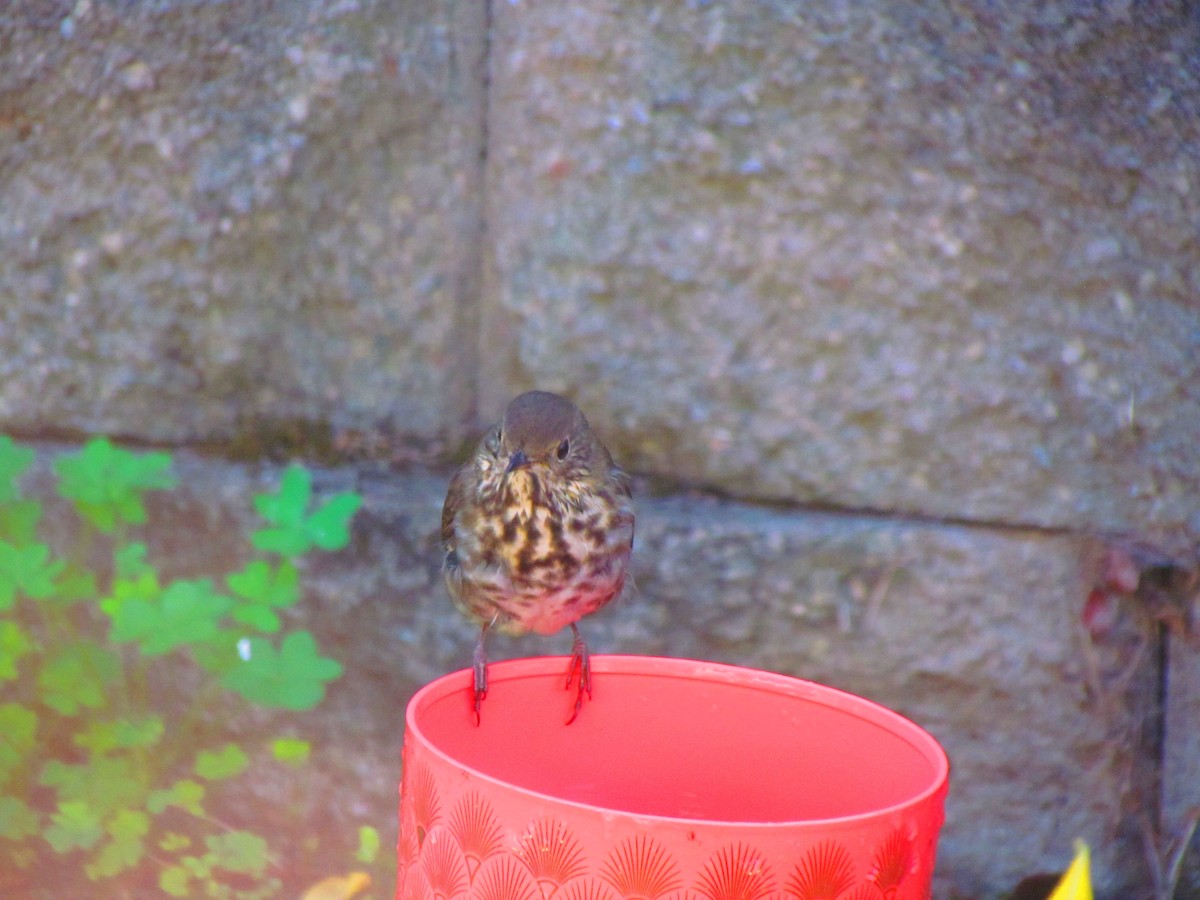Hermit Thrush - ML644609755