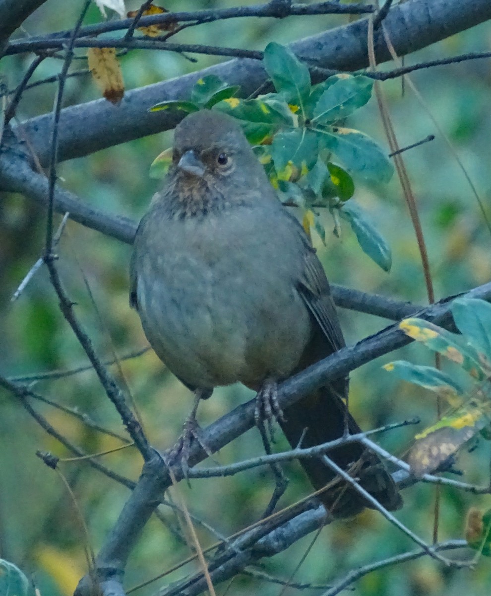 California Towhee - ML644609757