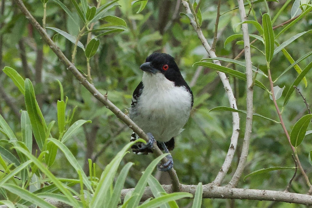 Great Antshrike - ML644609759