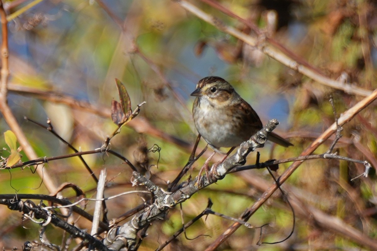 Swamp Sparrow - ML644609762