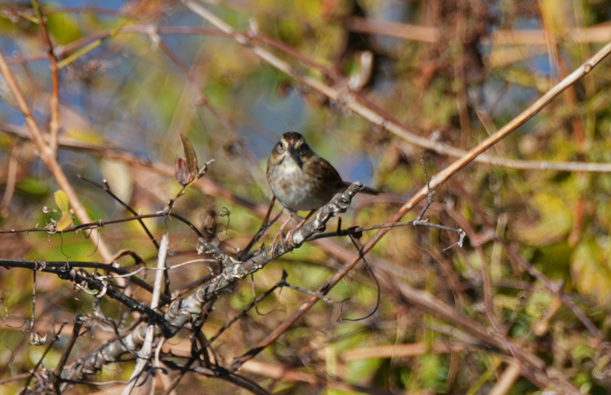 Swamp Sparrow - ML644609763