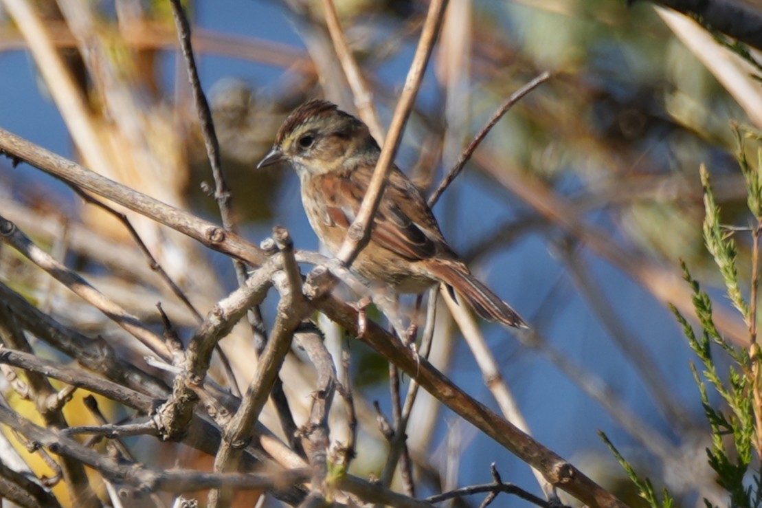 Swamp Sparrow - ML644609764