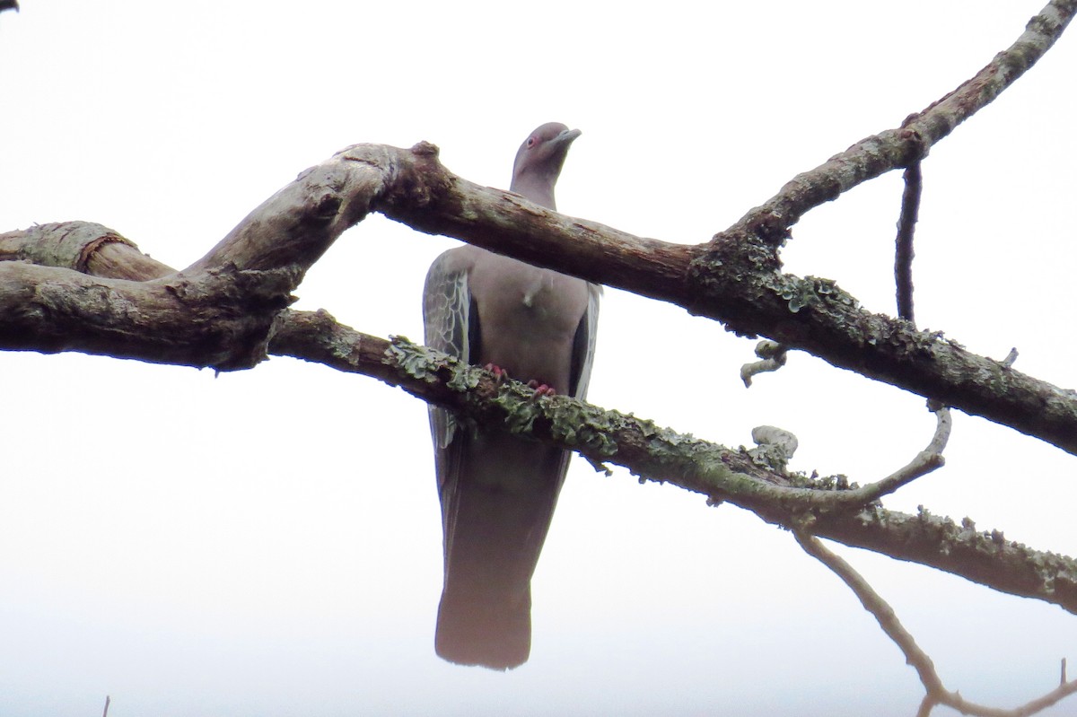 Темнохвостый голубь - ML644609766