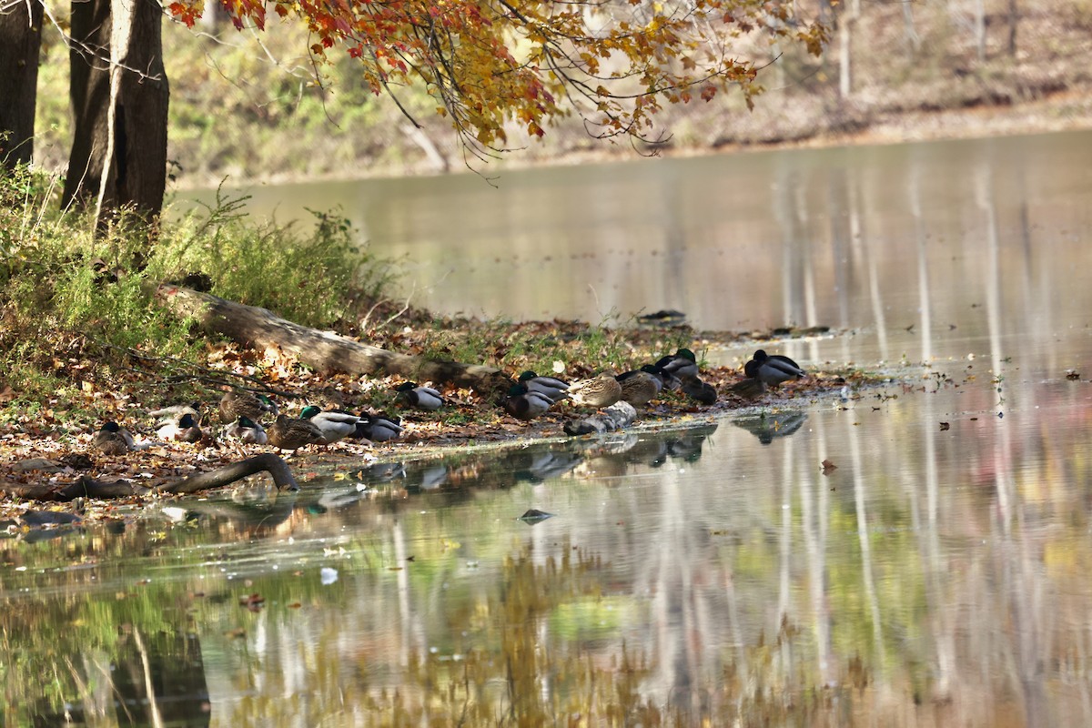 Mallard - ML644609770