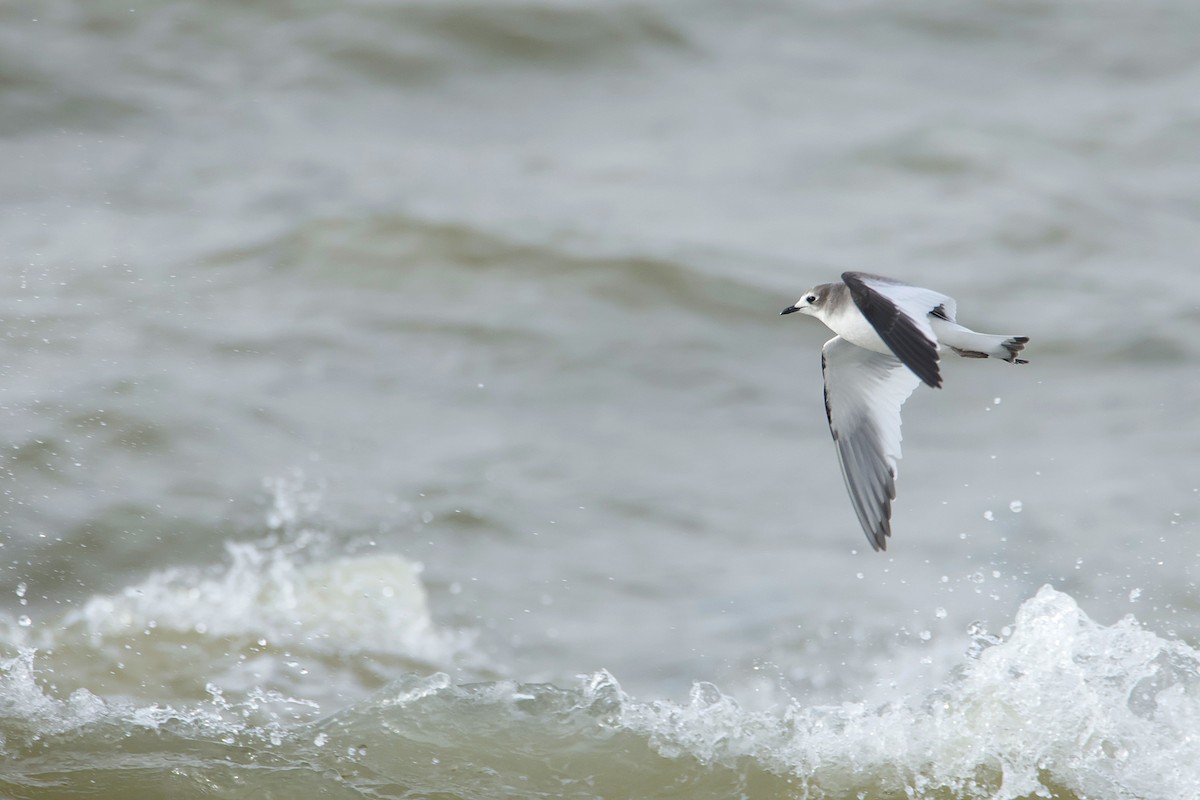 sabinemåke - ML644609771