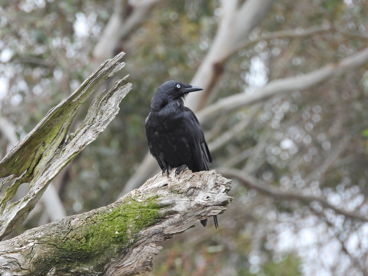 Южноавстралийский ворон - ML644609775