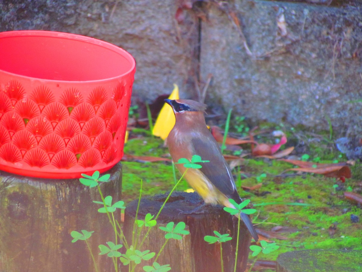 Sedir İpekkuyruğu - ML644609776