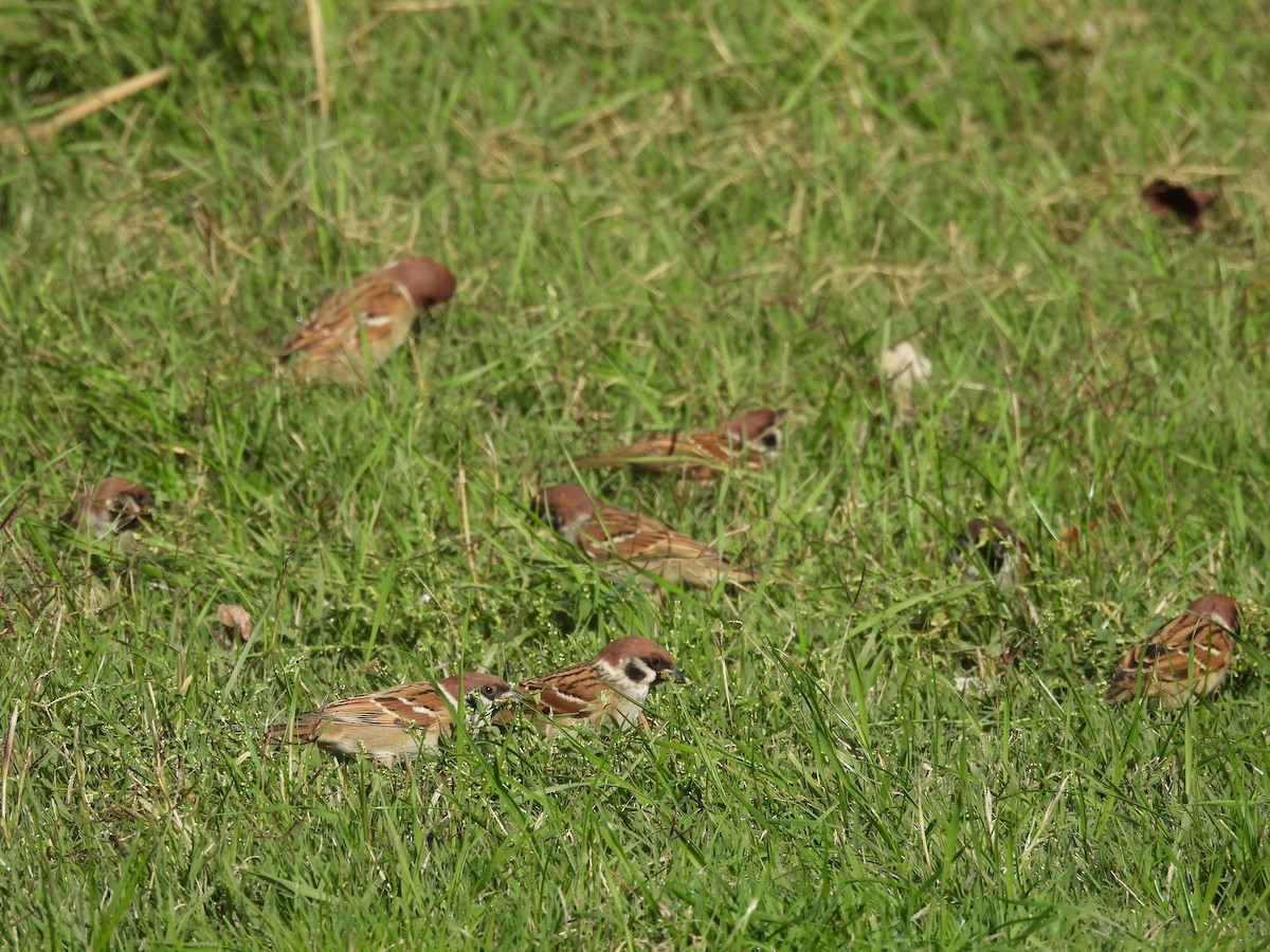 Ağaç Serçesi - ML644609780