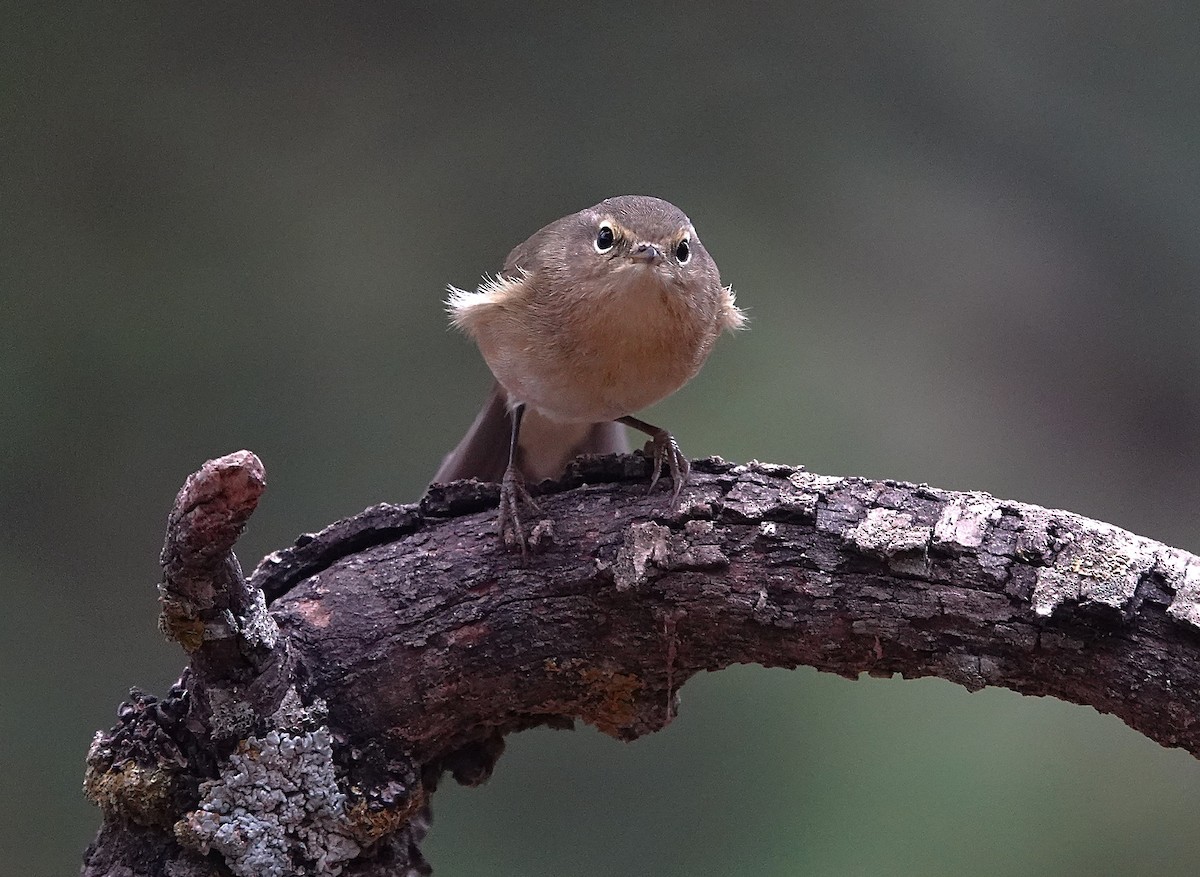Pouillot véloce - ML644609781
