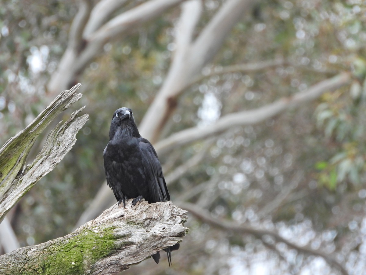 Южноавстралийский ворон - ML644609792