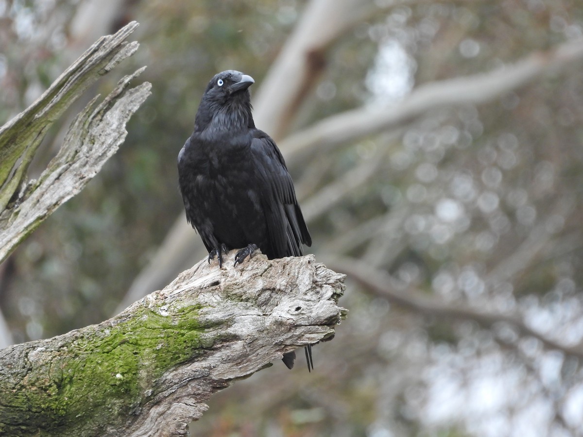 Южноавстралийский ворон - ML644609799