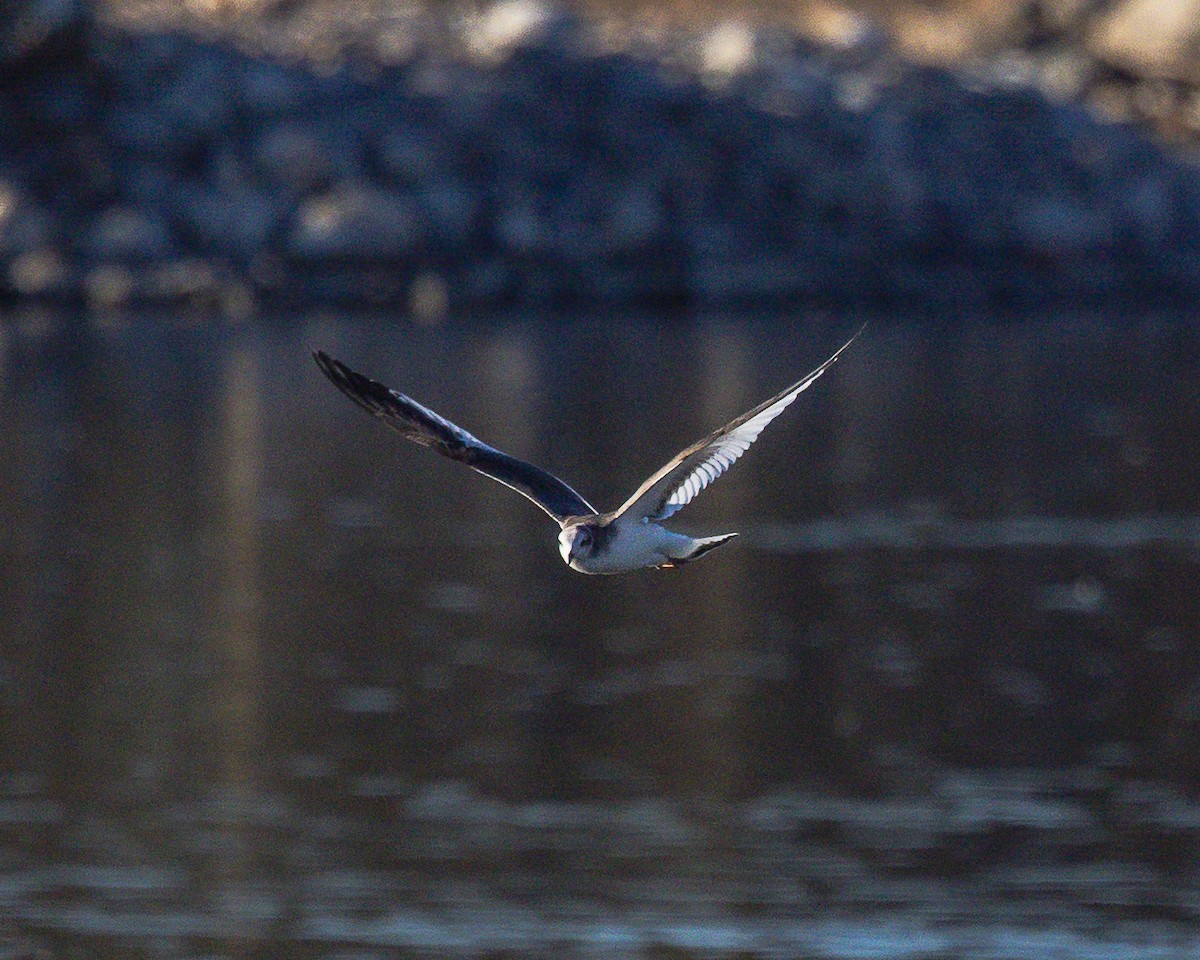 sabinemåke - ML644609804