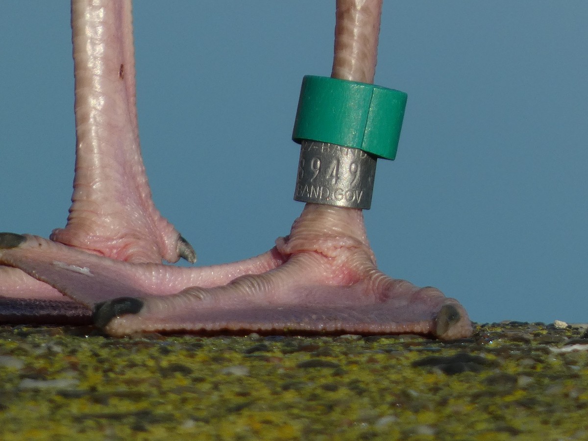 Мартин західний - ML644609807