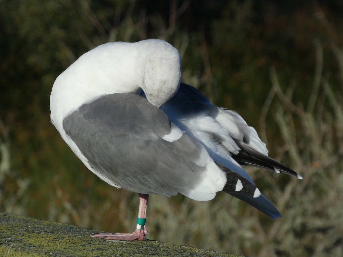 Мартин західний - ML644609808