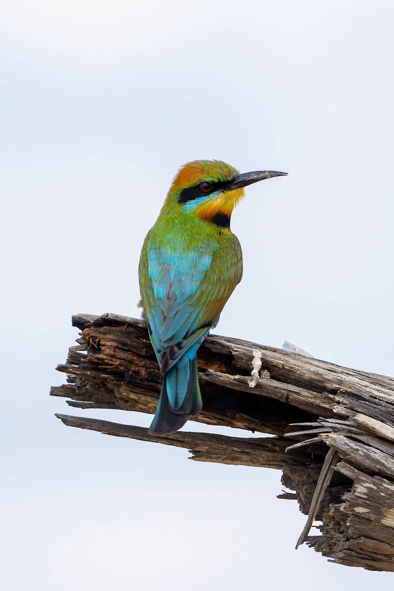 Regenbogenspint - ML644609809