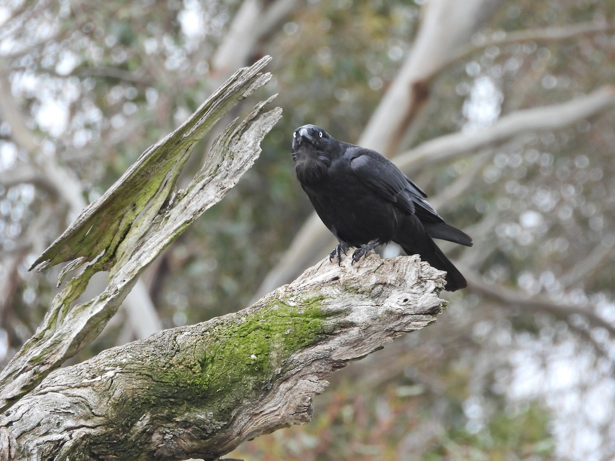 Южноавстралийский ворон - ML644609812