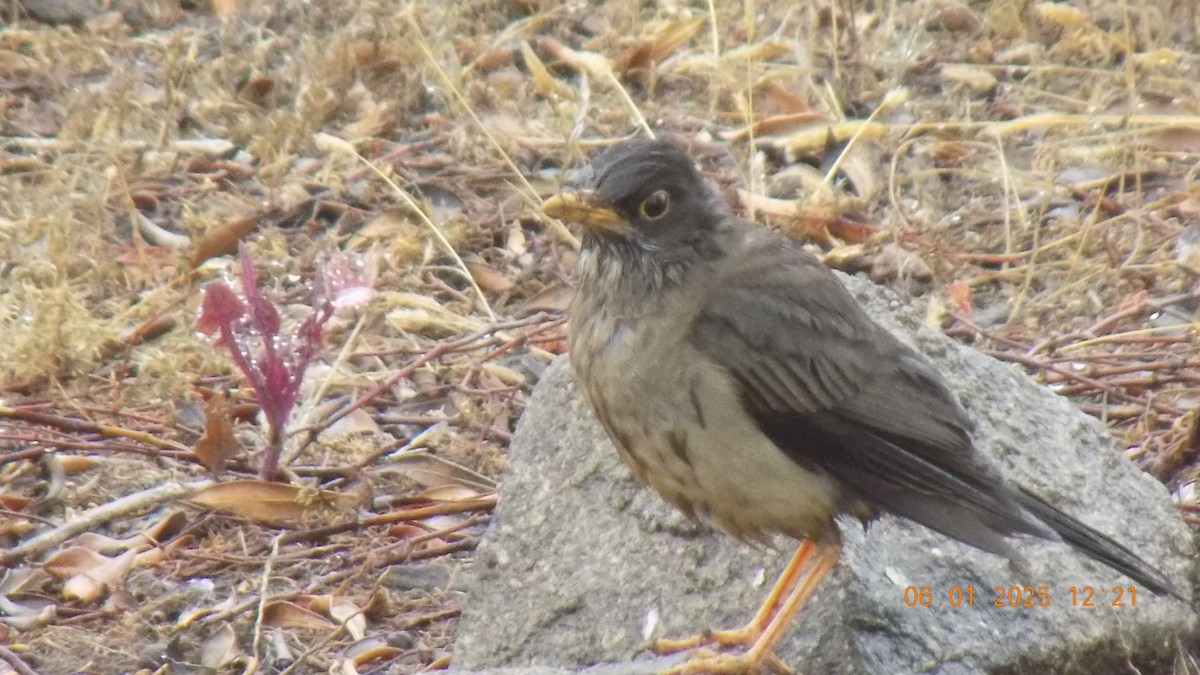 Austral Thrush - ML644609814