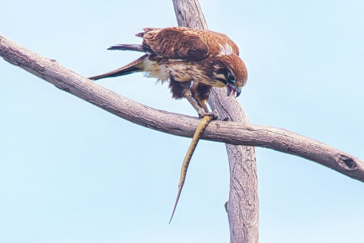 Brown Falcon - ML644609818