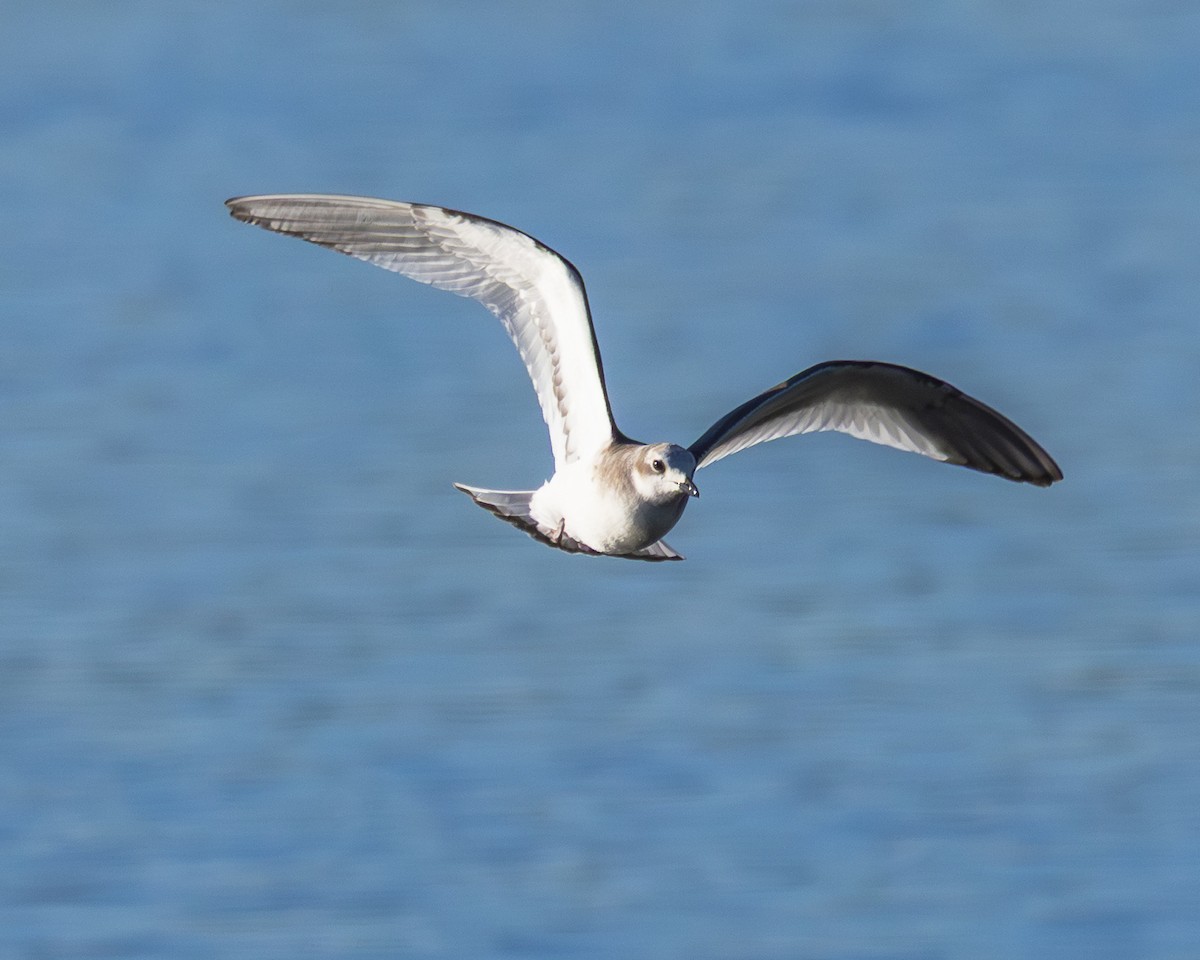 sabinemåke - ML644609821