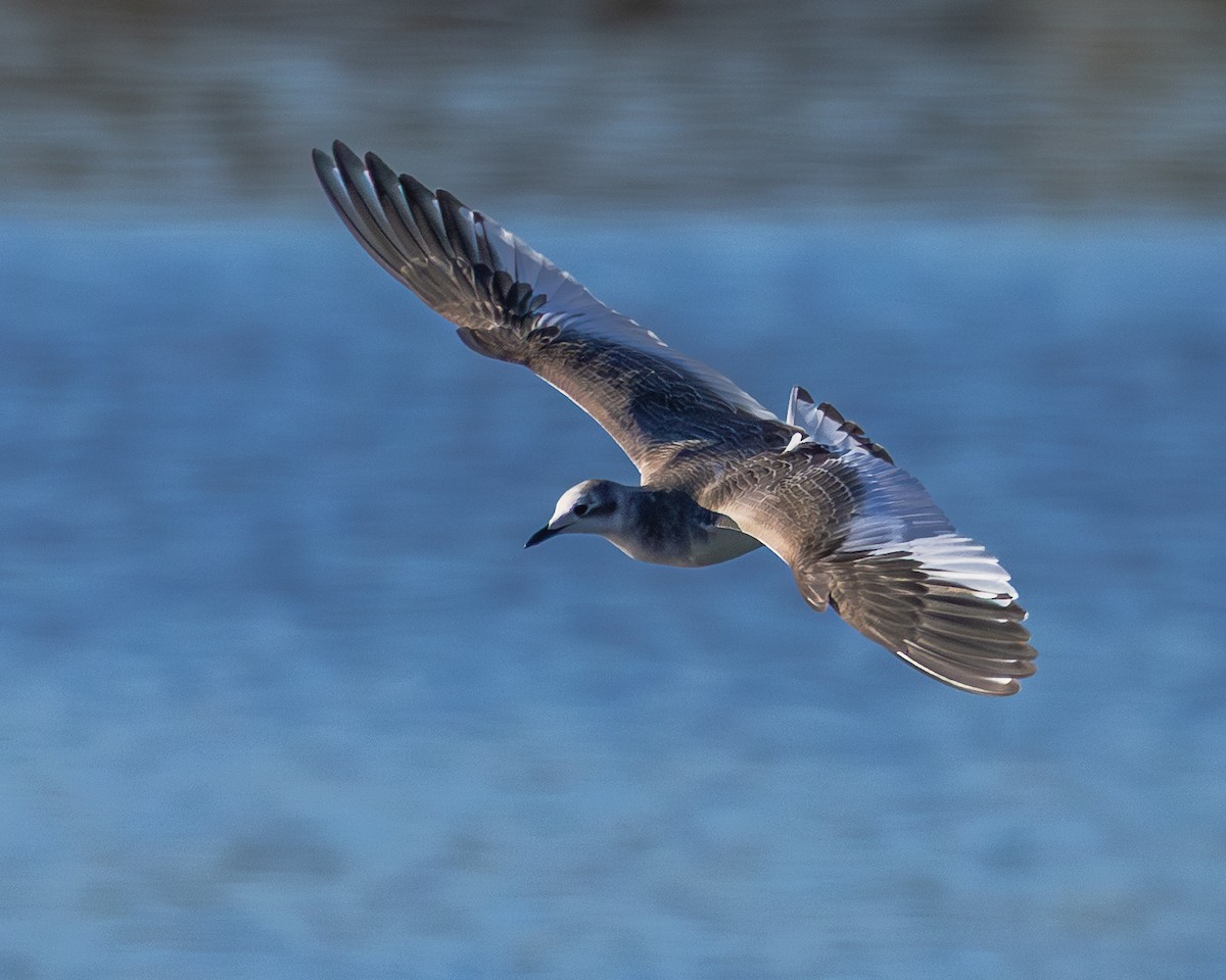 sabinemåke - ML644609823