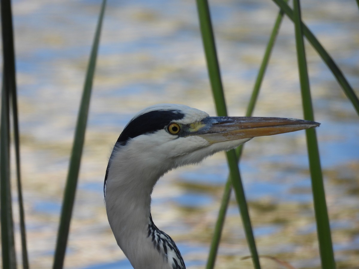 Gray Heron - ML644609824