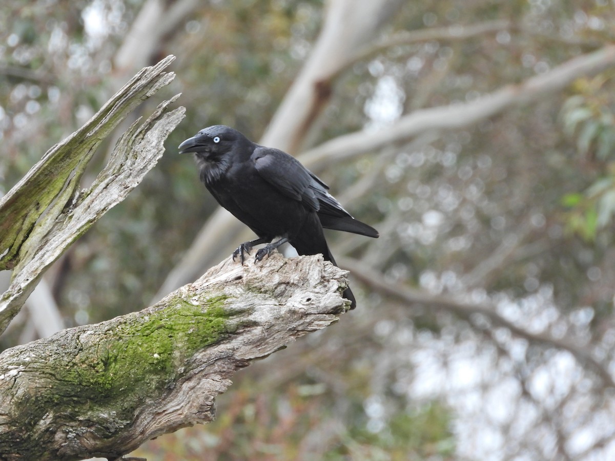 Южноавстралийский ворон - ML644609825
