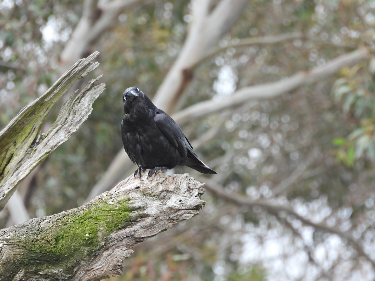 Южноавстралийский ворон - ML644609829