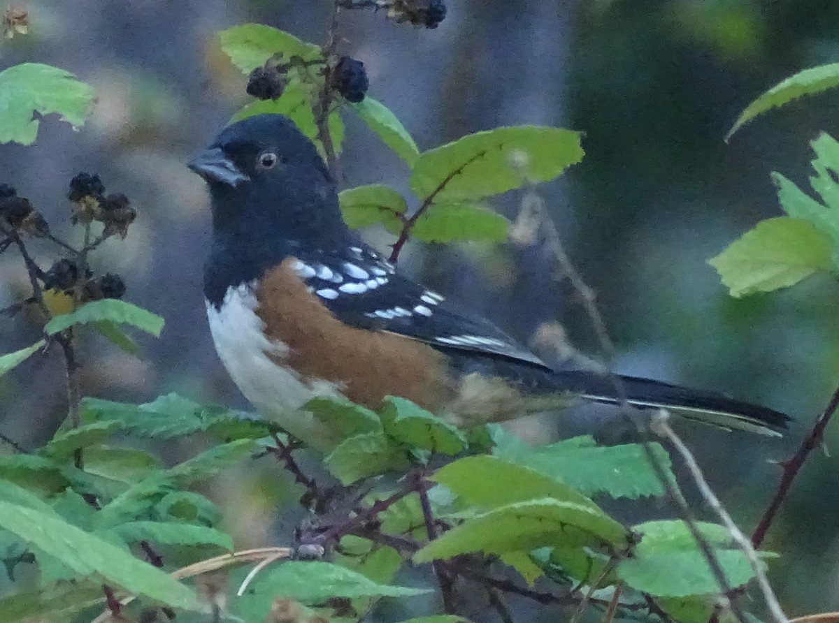 Spotted Towhee - ML644609831