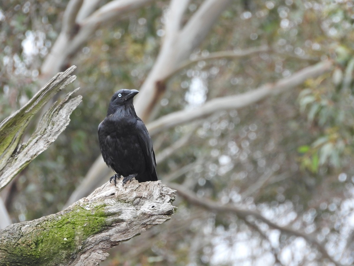 Южноавстралийский ворон - ML644609836