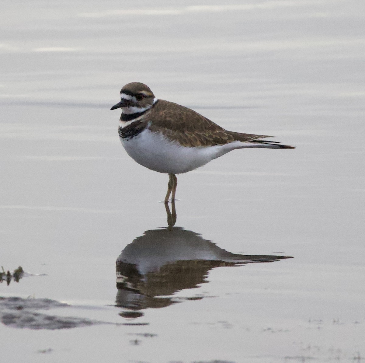 フタオビチドリ - ML644609837