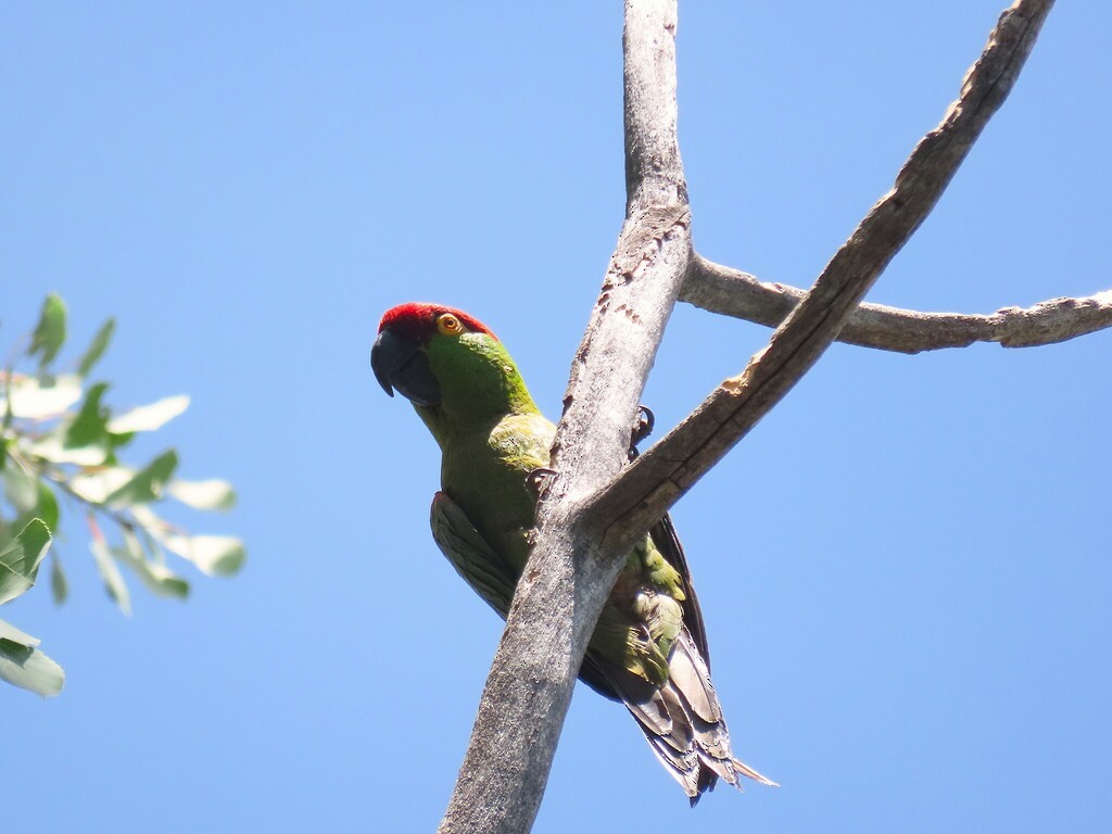 Thick-billed Parrot - ML644609840