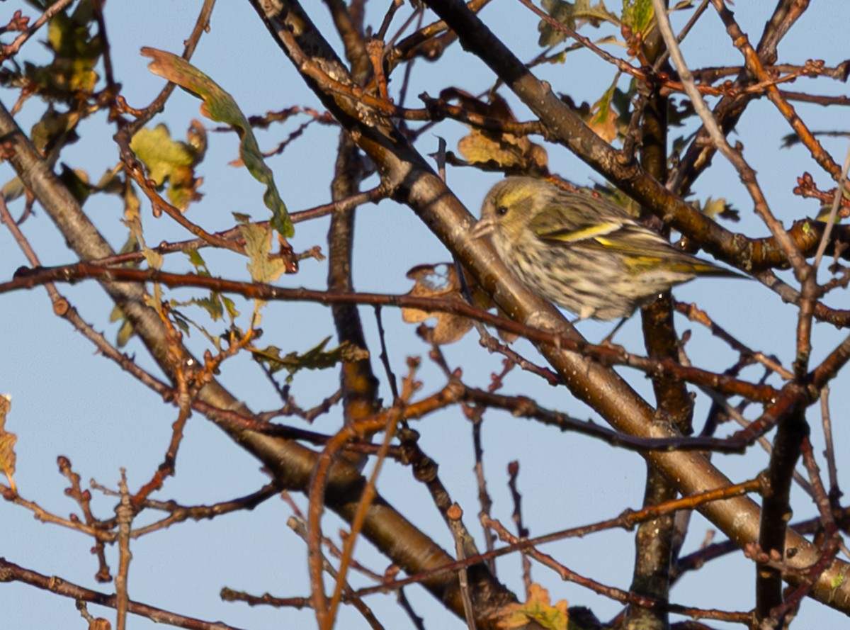 Tarina - ML644609842