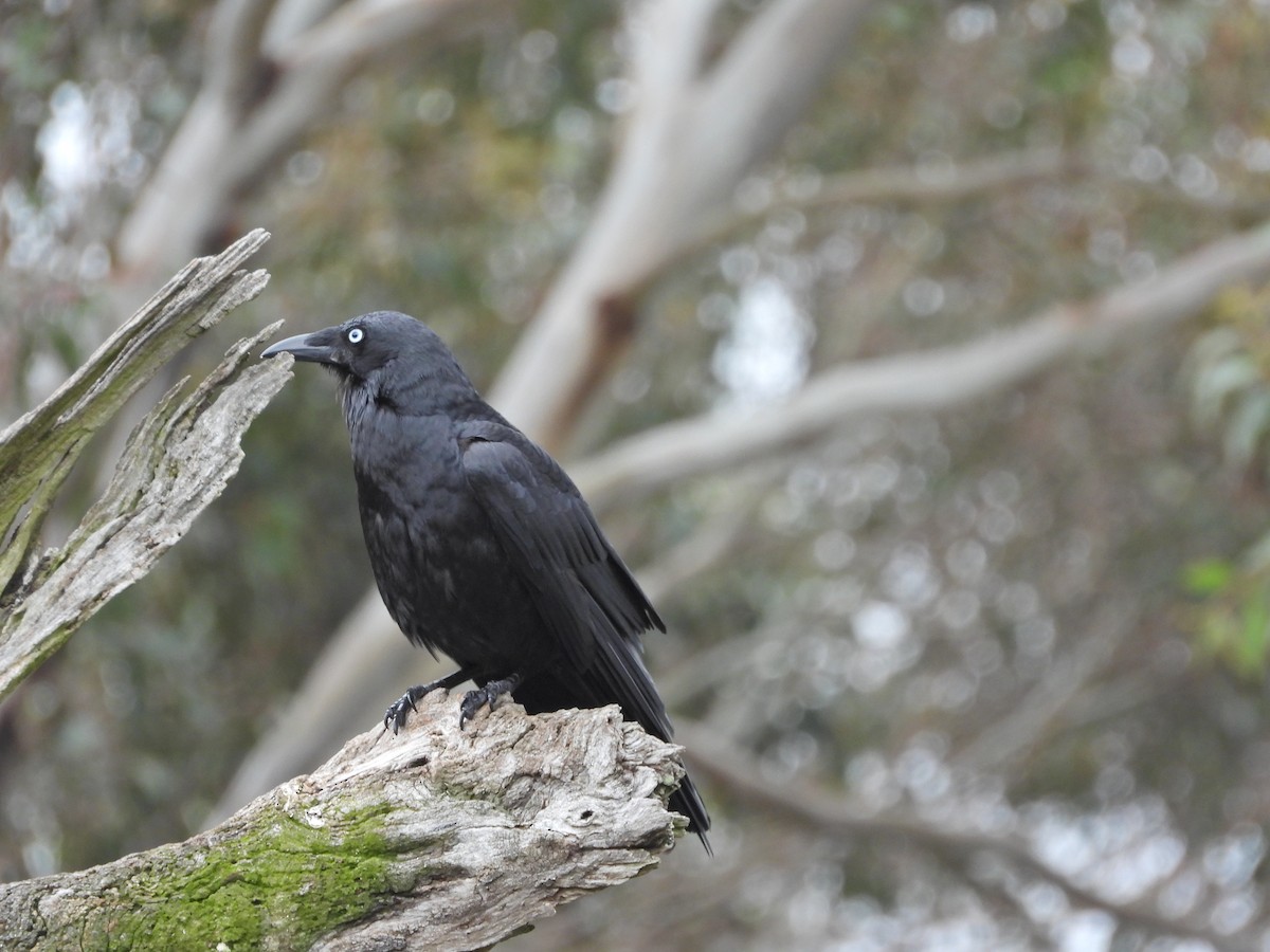 Южноавстралийский ворон - ML644609844