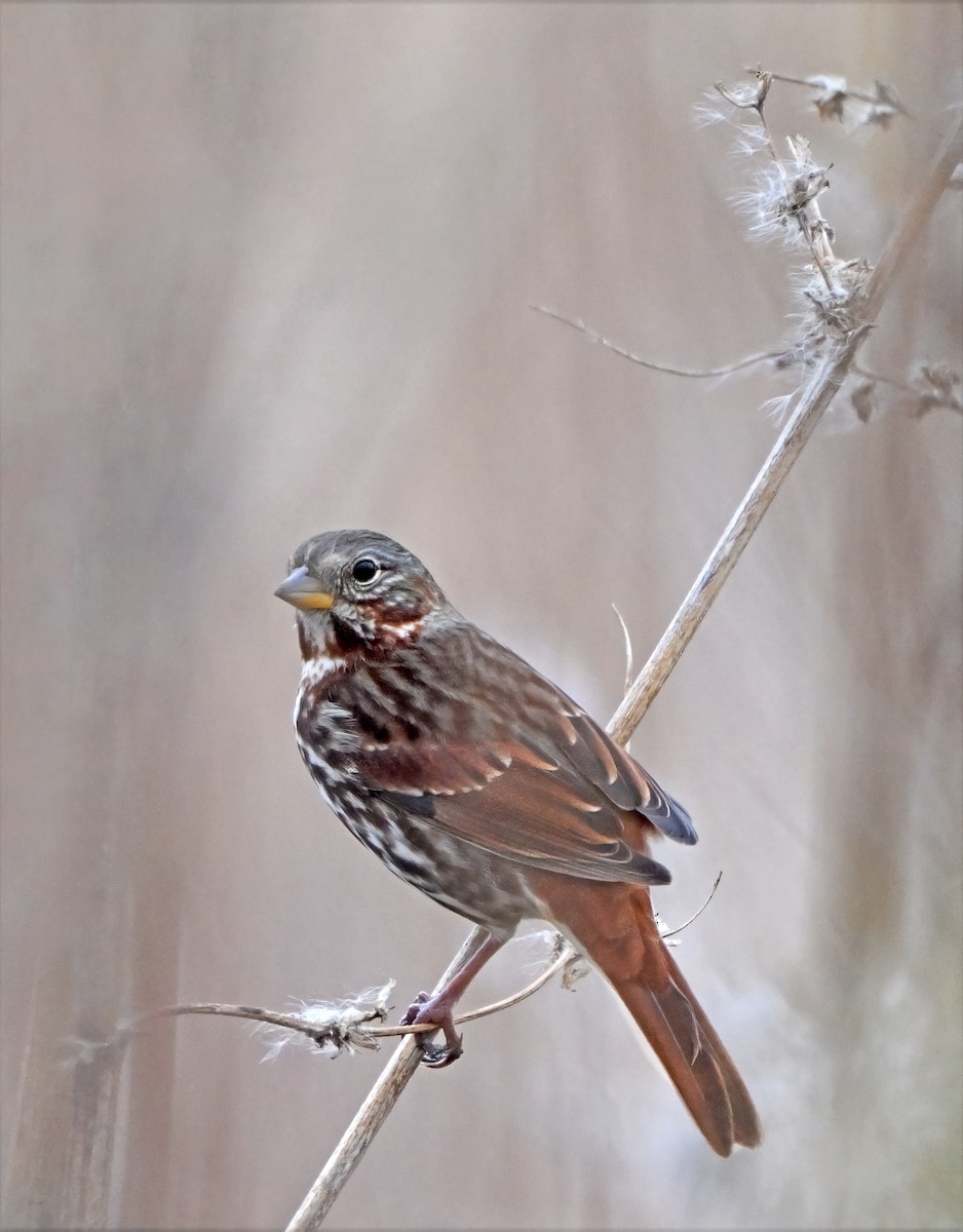 Fox Sparrow - ML644609848