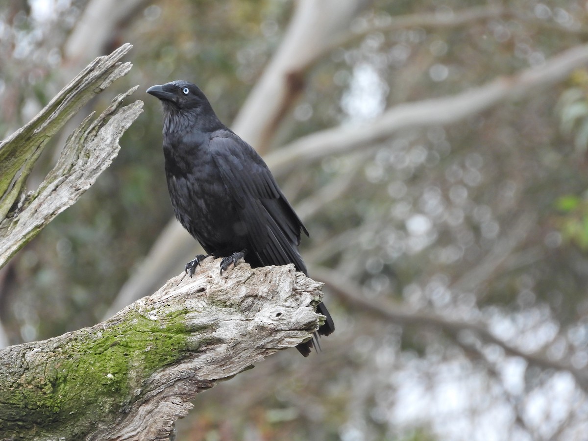 Южноавстралийский ворон - ML644609850