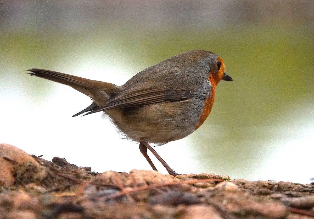 Rougegorge familier - ML644609851