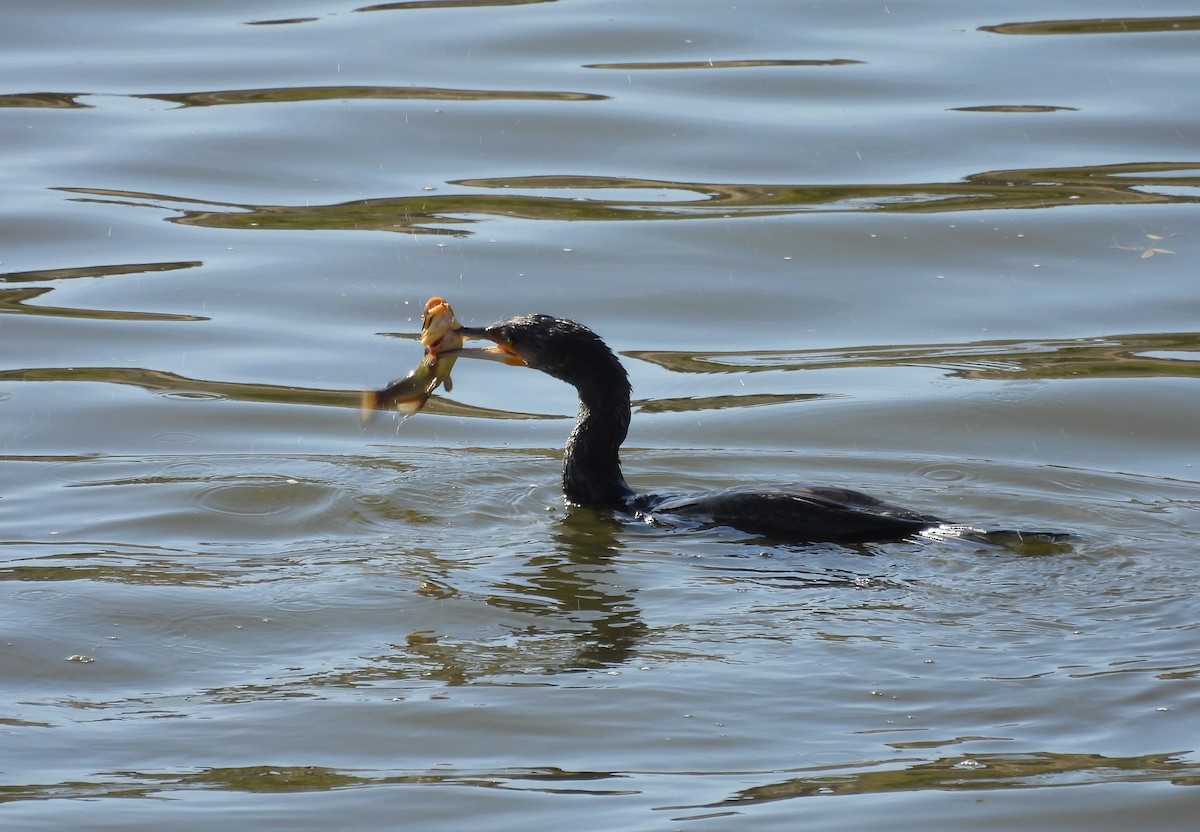 Cormorán Grande - ML644609852