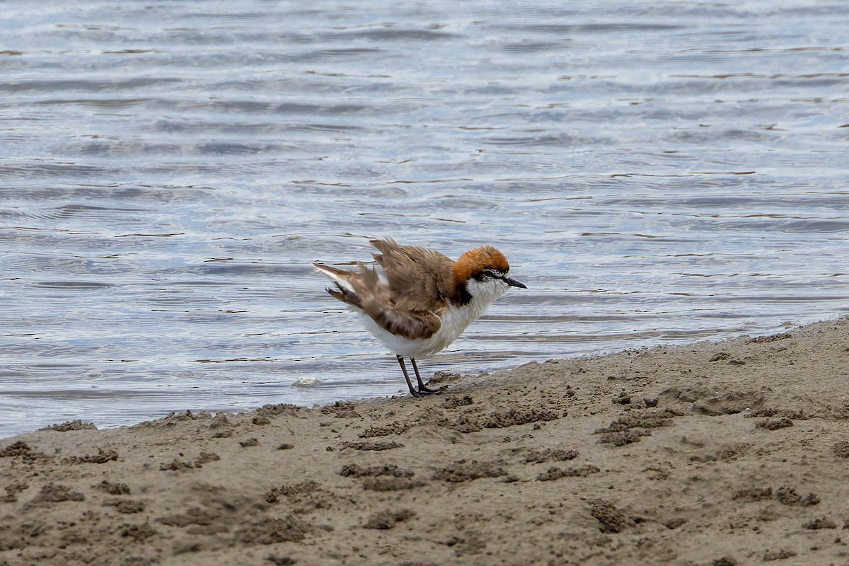 Chorlitejo Capirrojo - ML644609855