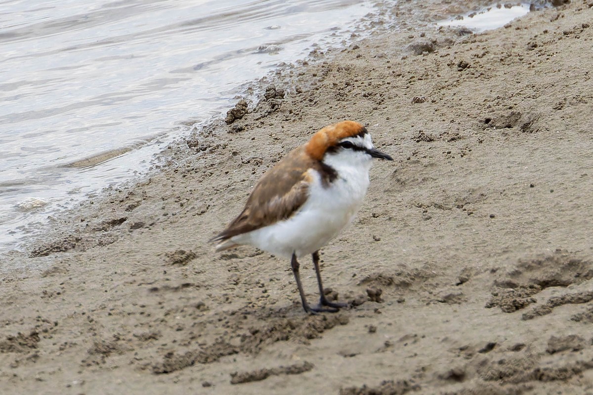 Chorlitejo Capirrojo - ML644609856