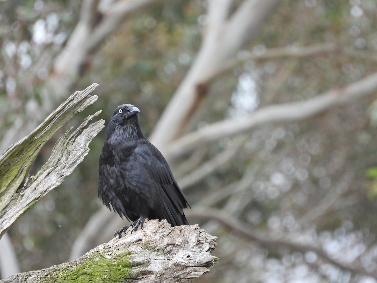 Южноавстралийский ворон - ML644609859