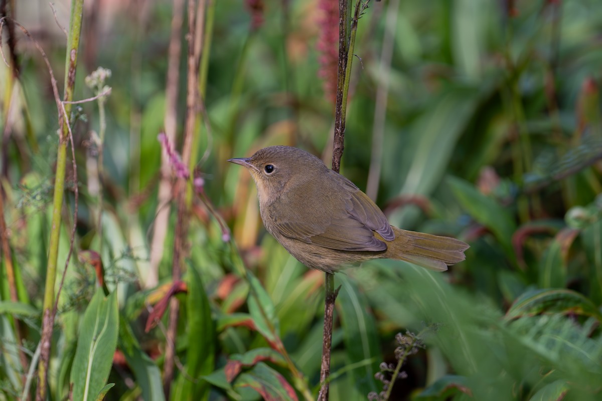 Common Yellowthroat - ML644609864