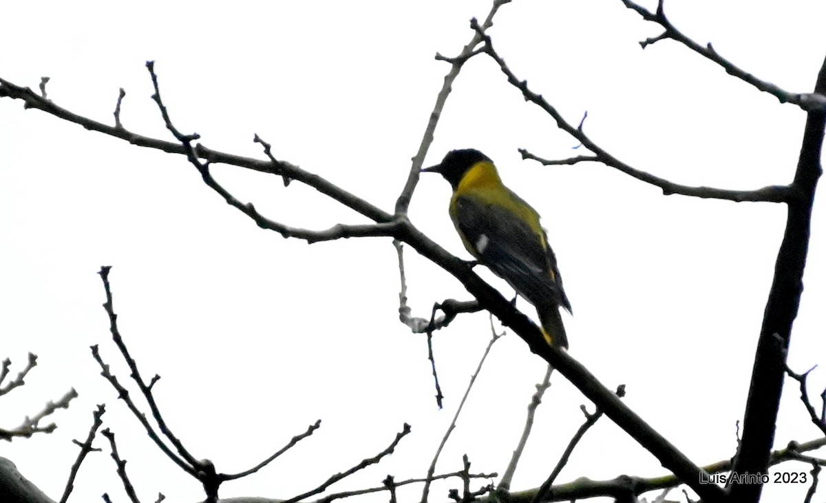 African Black-headed Oriole - ML644609865