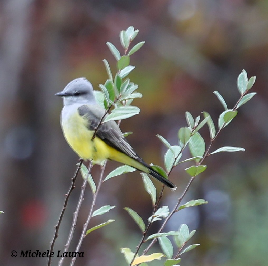 Western Kingbird - ML644609871