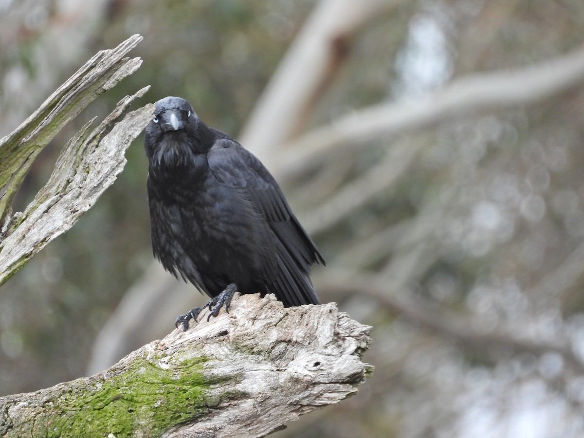 Южноавстралийский ворон - ML644609881