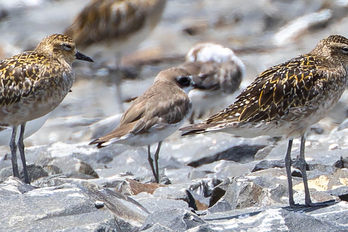 Siberian Sand-Plover - ML644609885