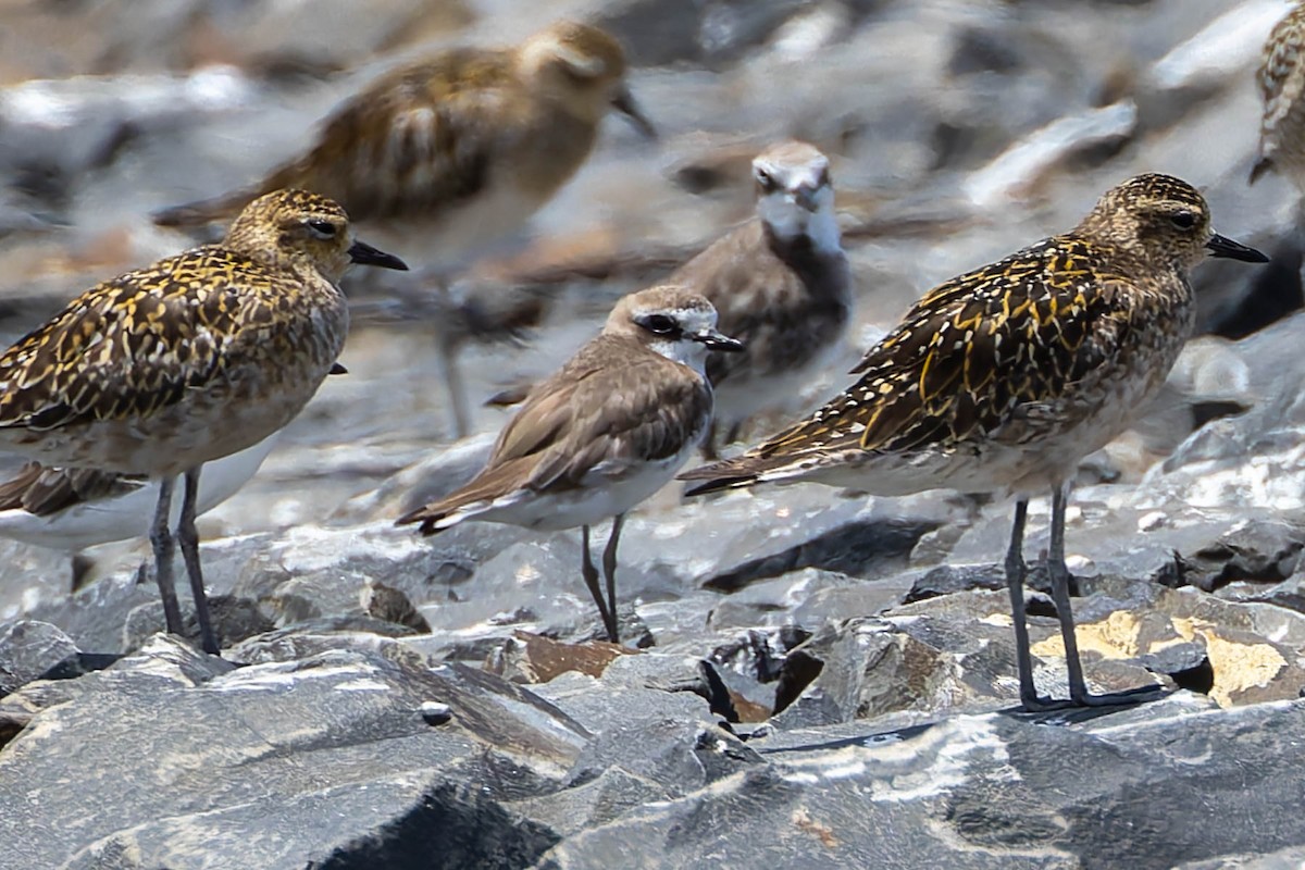 Siberian Sand-Plover - ML644609886