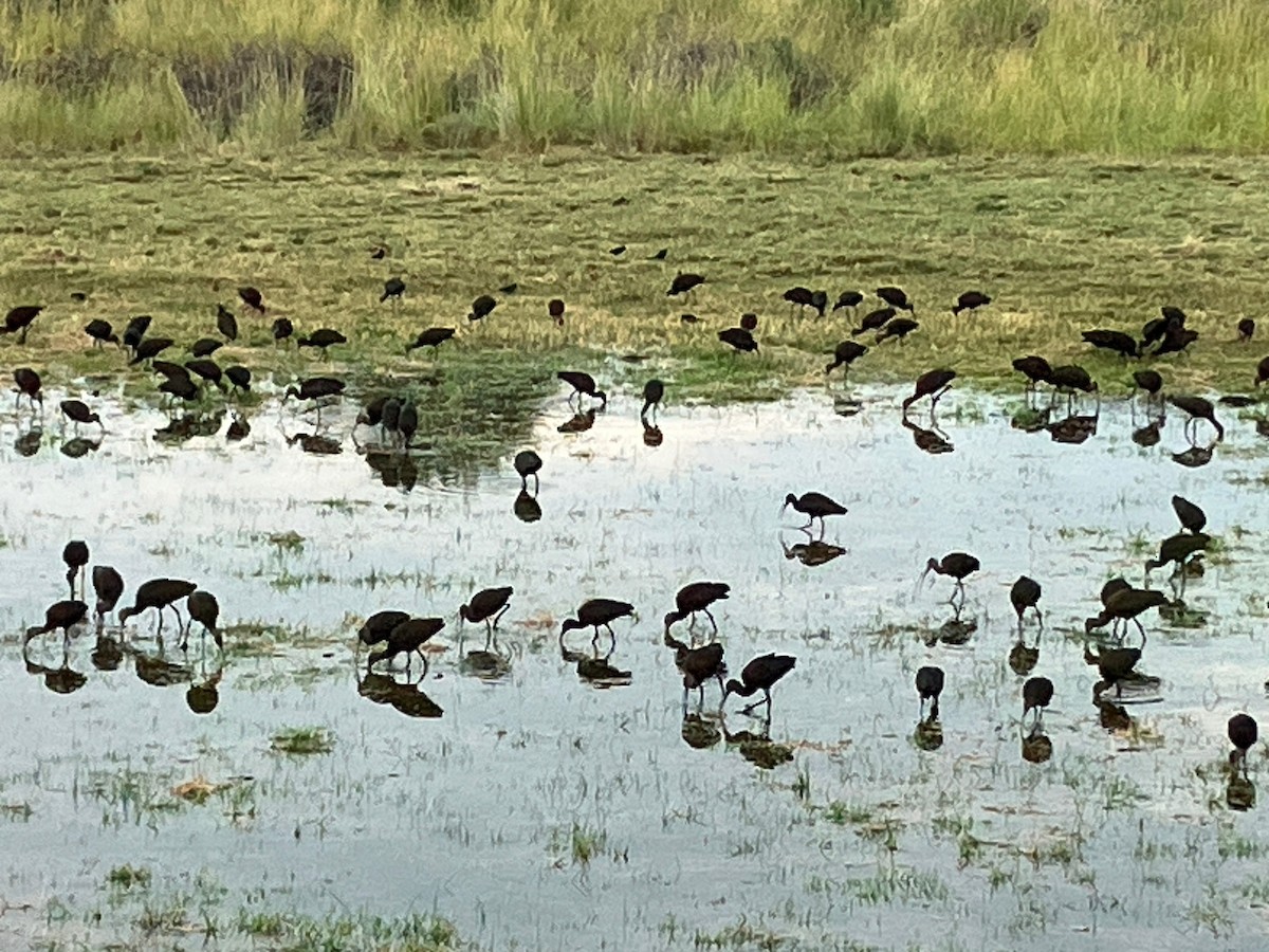 hvitgrimeibis - ML644609887