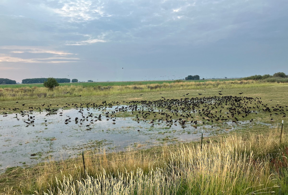 hvitgrimeibis - ML644609888