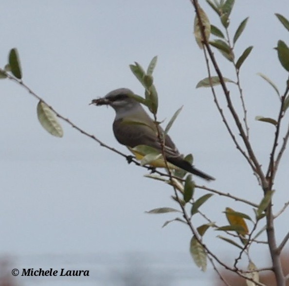 Western Kingbird - ML644609892