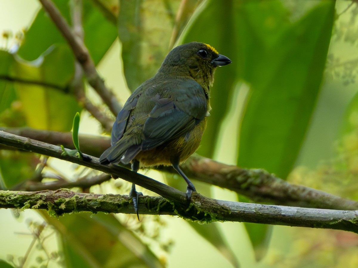 Olive-backed Euphonia - ML644609905